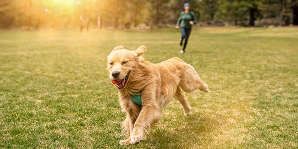La felicità ha quattro zampe e corre contro il vento