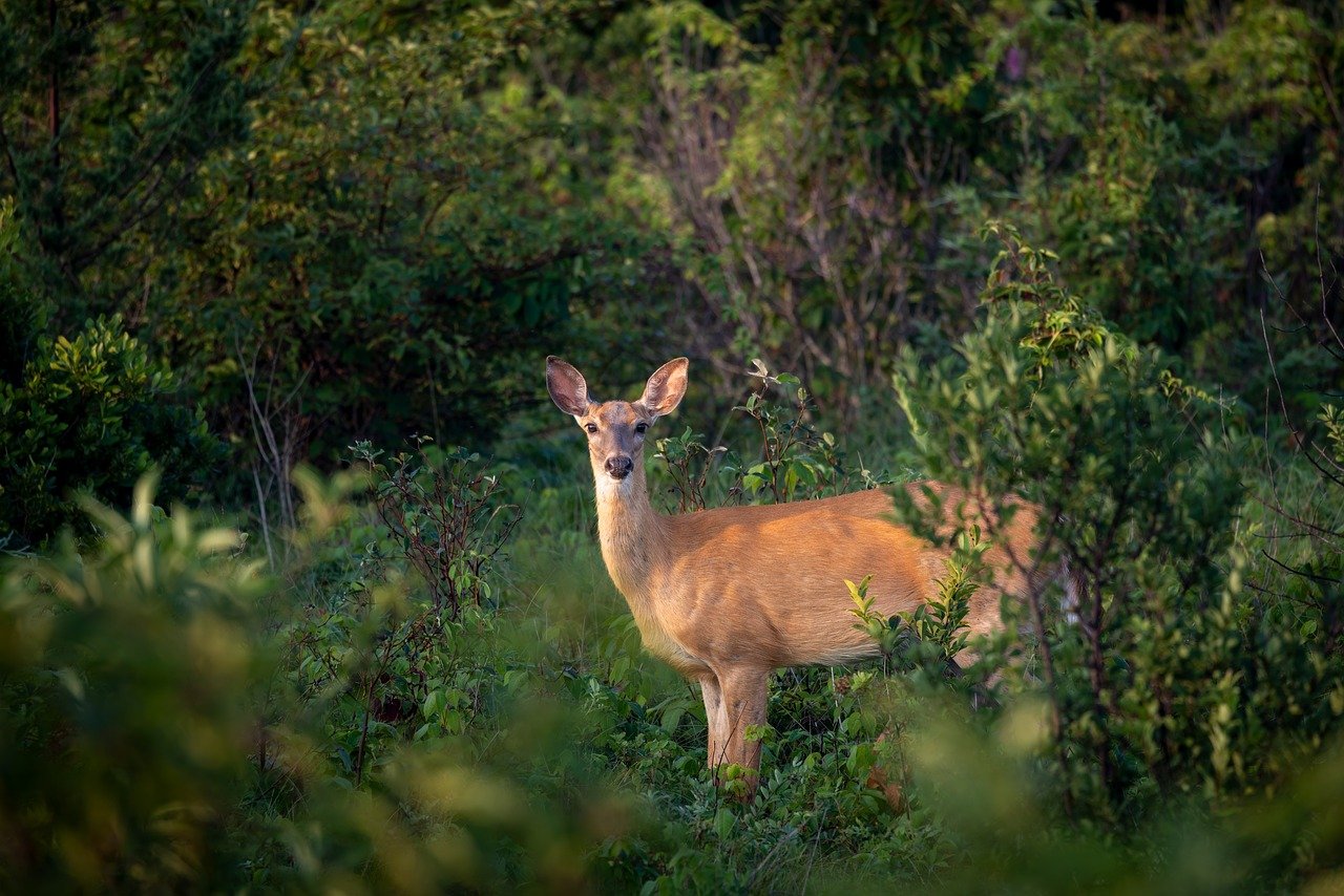 La foresta respira, e lui ne è lo sguardo